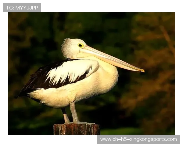 鹈鹕杀伤力过大